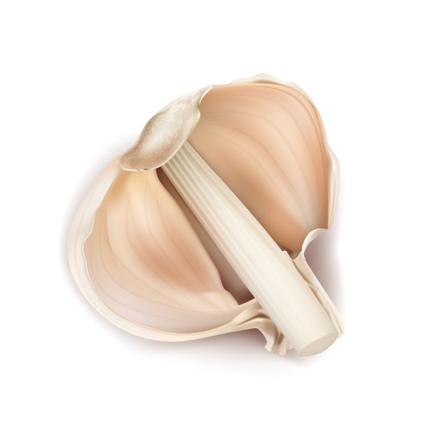 矢量现实半头大蒜图片下载