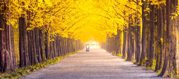 韩国秋天的树隧道图片下载