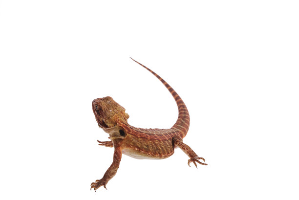 红胡子龙宝宝在孤立的白色背景上图片下载