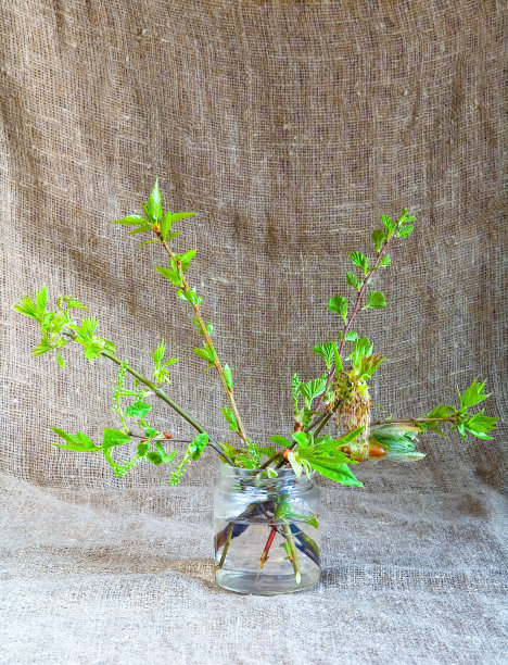 春天植物的枝干被放在一个盛满水的罐子里。图片下载