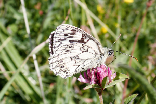 大理石白色蝴蝶的特写花头图片下载