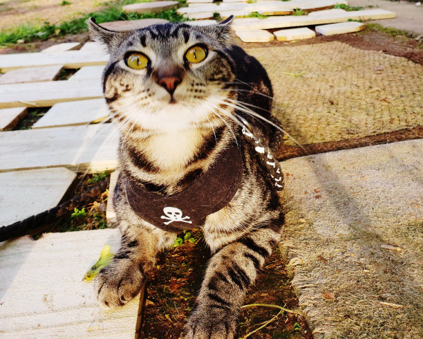 破碎的小猫图片下载