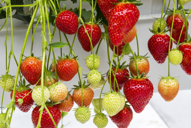 红色多汁的草莓图片下载