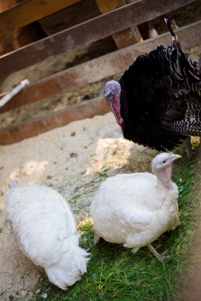 农场里的火鸡图片下载