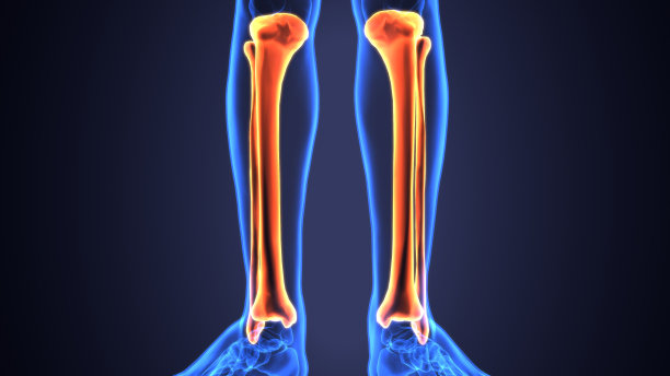 人体骨骼胫骨和腓骨的3D插图图片下载
