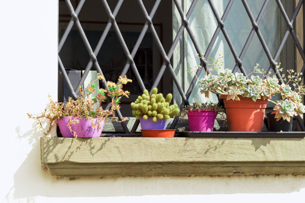 窗台上的花盆里有多肉植物图片下载