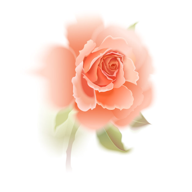 花在白色的背景上绽放。图片下载