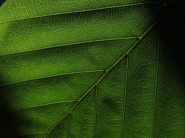 绿叶的细节图片下载