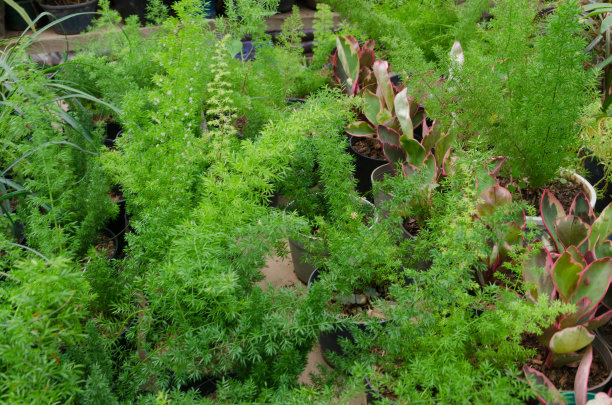 狐尾蕨类植物图片下载