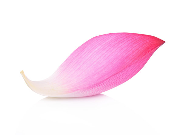 白底荷花花瓣图片下载