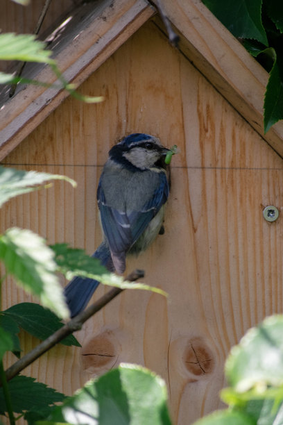 喂食的时候图片下载