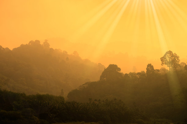 森林里充满了阳光和金色的光芒。图片下载