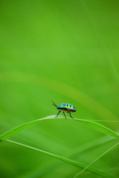 小昆虫图片下载
