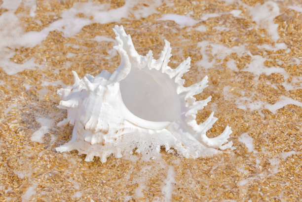 海滩上的贝壳图片下载