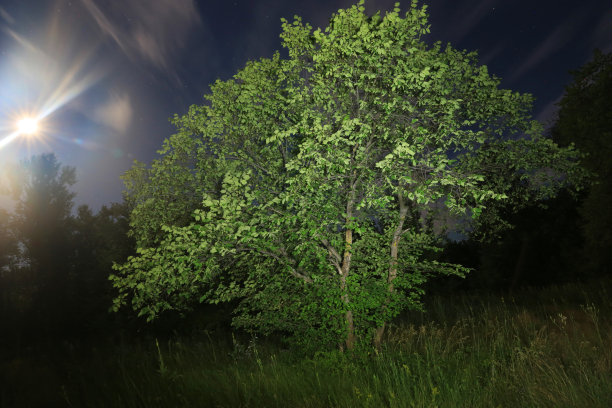 晚上在大草原上图片下载