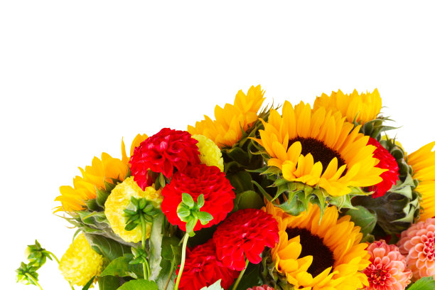 大丽和向日葵图片下载