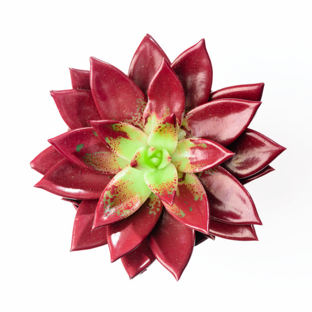 肉质植物。红色仙人掌在盆中，在光的背景图片下载