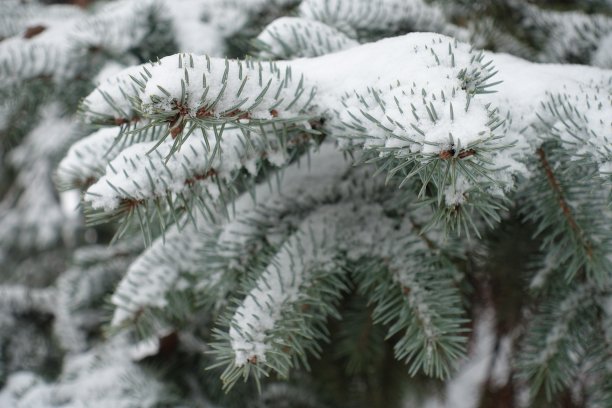 被雪覆盖的蓝色云杉树枝的特写图片下载