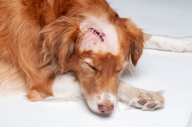 狗从头部手术中恢复图片下载