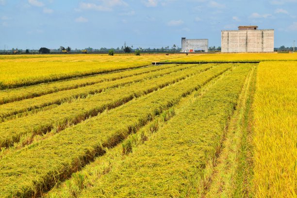 金色的稻田部分收获。图片下载