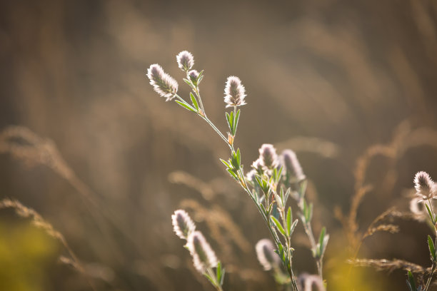 植物图片素材ID：320124252