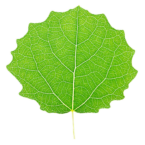 孤立的阿斯彭表图片下载