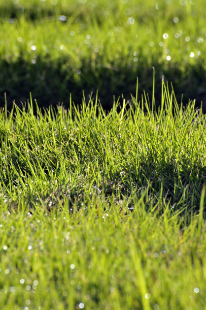 在草地上踏着石头图片下载