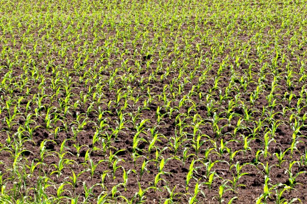 新领域的玉米图片下载