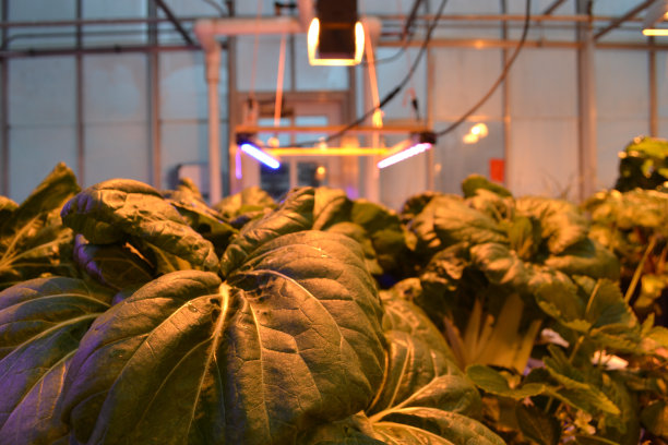 水培白菜园图片下载