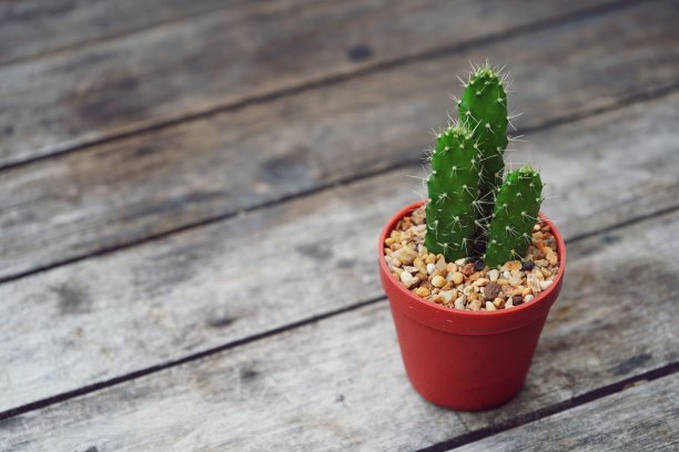 小仙人掌花盆植物在旧木桌上，拷贝空间图片下载
