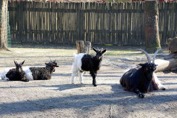 一只小山羊站在地上的羊群中图片下载