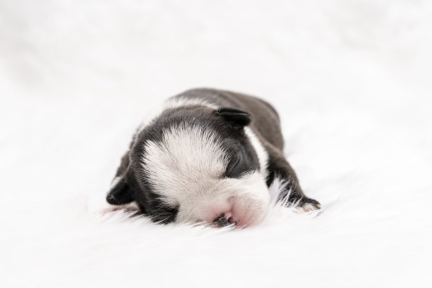 小狗狗刚出生，可爱的小狗。图片下载