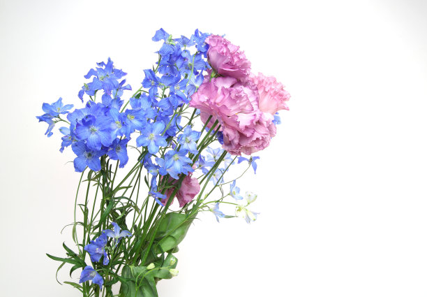 白背景中的飞燕草和口水仙图片下载