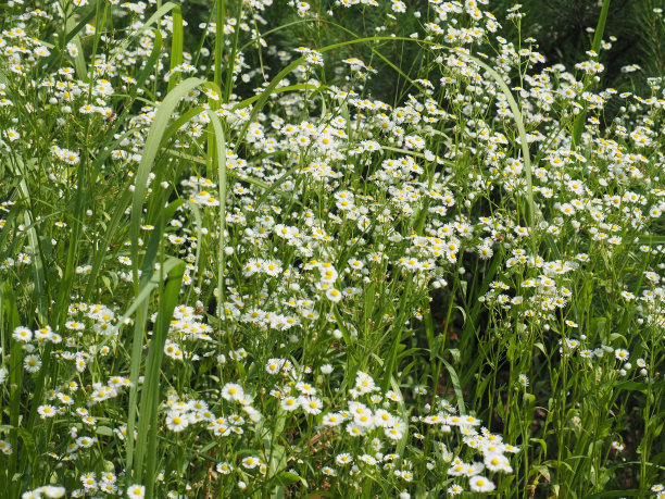 植物图片素材ID：320148198