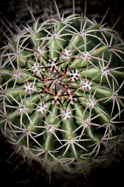 植物图片素材ID：320150028