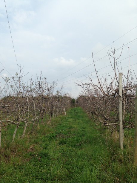 秋天的果园图片下载