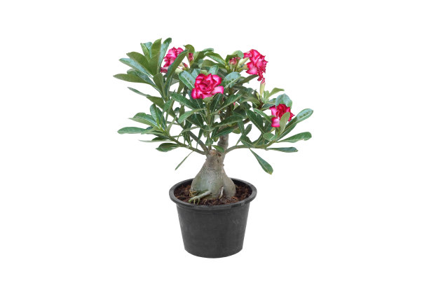 黑色塑料罐中的Adenium图片下载