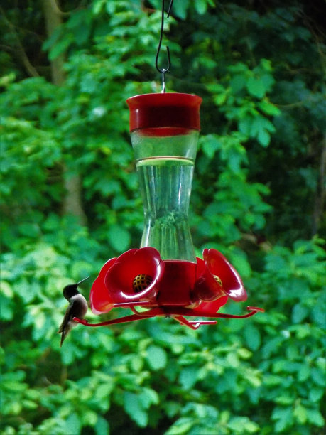 皇家免费照片-坐在漂亮的蜂鸟在栖木上准备从喂食器喝花蜜-看一个可爱的小蜂鸟在我的鸟喂食器-看这只小鸟的喙-准备喝一些甜蜜的甜蜜的花蜜图片下载