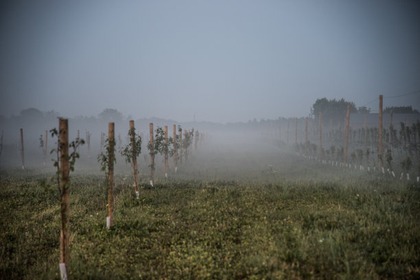 果园在晚上图片下载