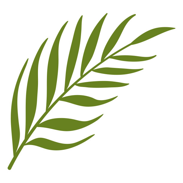 棕榈叶图片下载