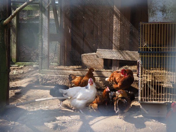 农场里的鸡图片下载