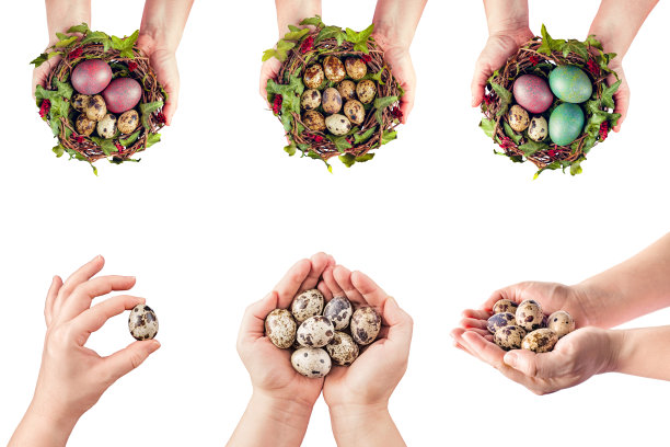 鹌鹑和鸡蛋在白色的背景。蛋巢。女性的手握着卵子。套装照片的拼贴画。图片下载