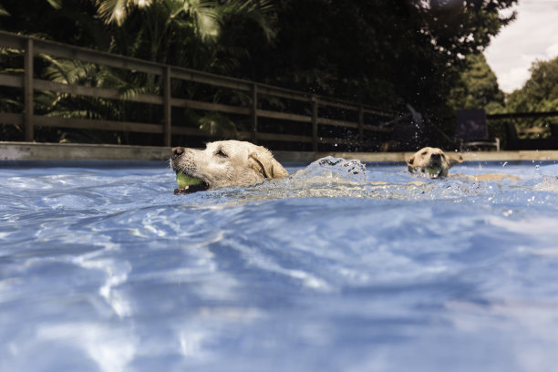 两只狗在游泳池里游泳图片下载