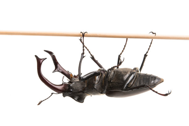 鹿角虫隔离图片下载