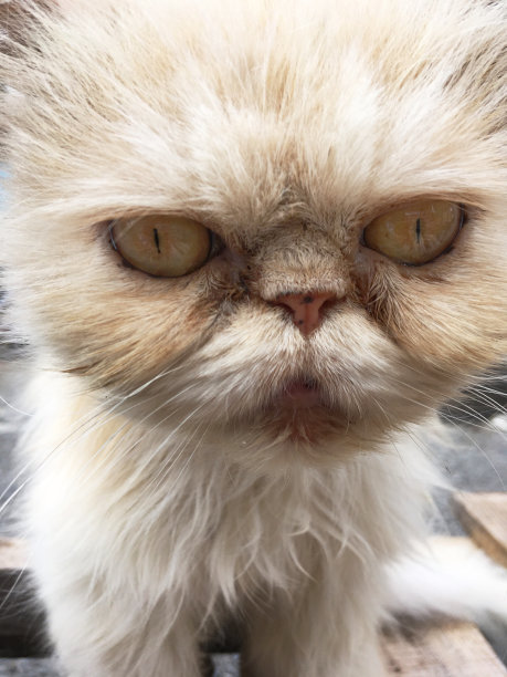 脾气暴躁的猫图片下载