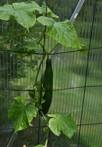 温室黄瓜图片下载