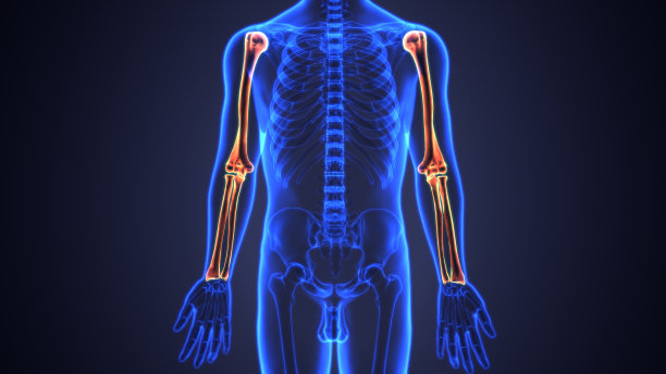 前臂、手腕和手部骨骼解剖(对学校和诊所的教育有用)图片下载