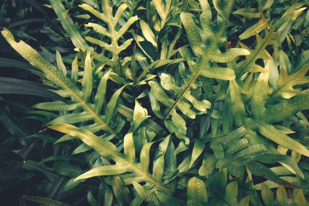 天然的绿色叶子图片下载