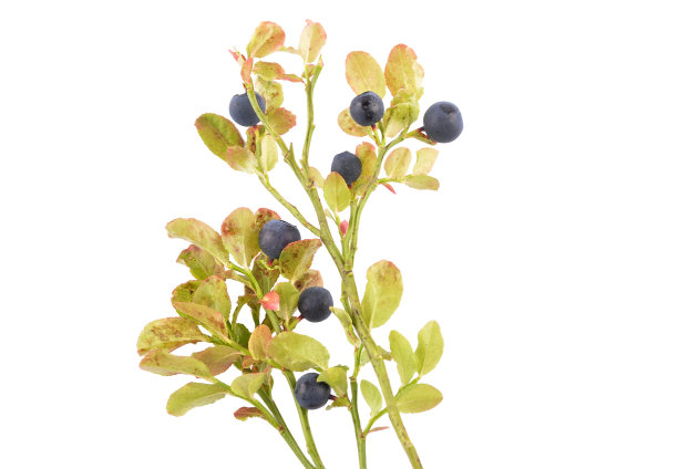 孤立的白色上的欧洲蓝莓图片下载