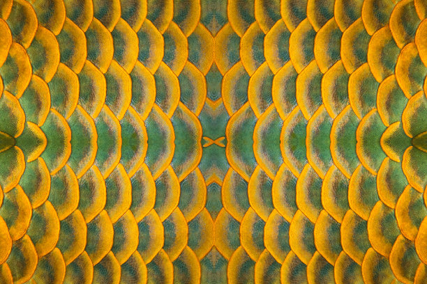 龙鱼的彩色图案和鱼皮。图片下载